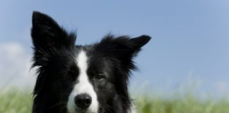 Border Collie 619 0 Border collie